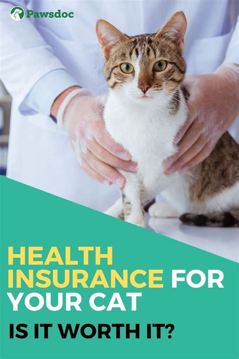 animal medical insurance for cats