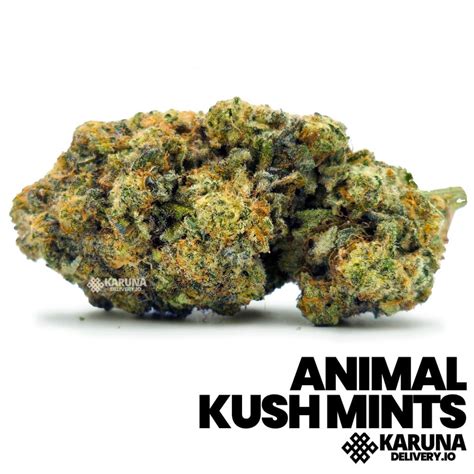 Animal Mints Kush