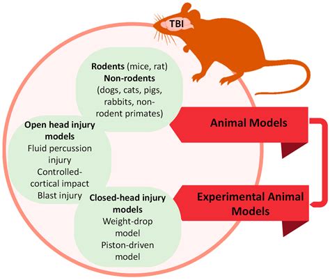 Animal Model Features