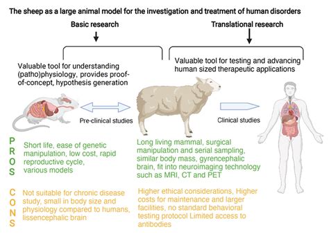 animal models vs human biology