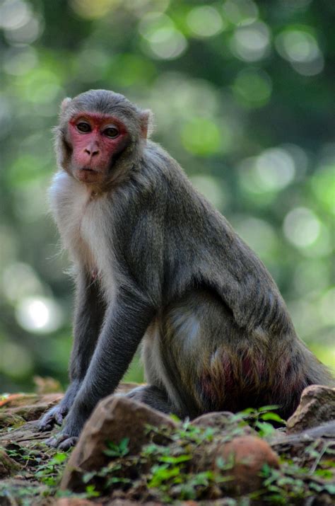 animal pictures monkey