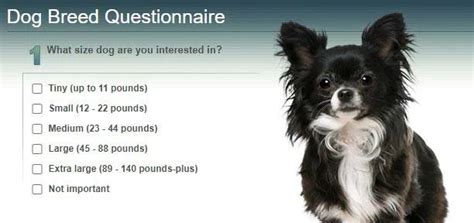 animal planet dog breed quiz