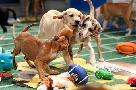 Get Ready For The Animal Planet Puppy Bowl Puppies Of 2023
