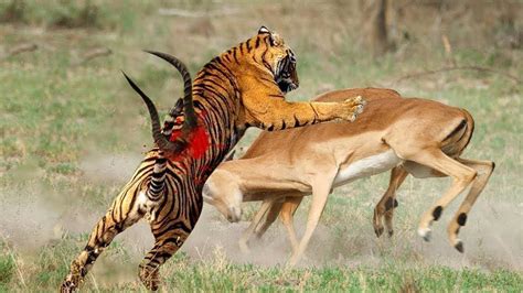 animal qui attaque les lions