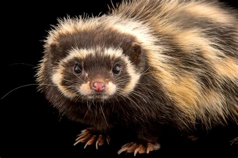 animal related to the polecat