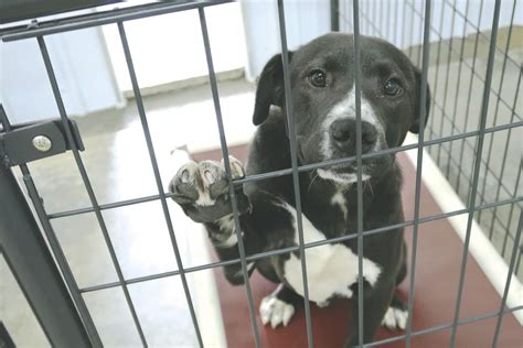 animal shelter in il