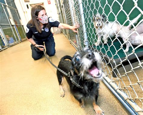 animal shelters in ct dogs