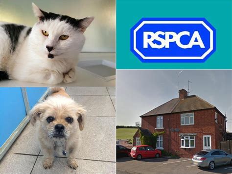 animal shelters in northamptonshire