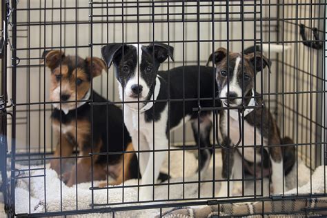 animal shelters in ohio adoption