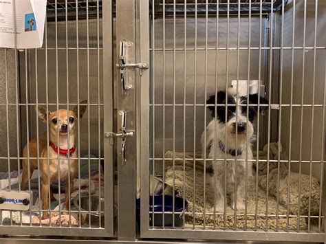 animal shelters in palm springs