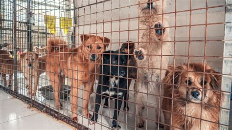 animal shelters that don't euthanize