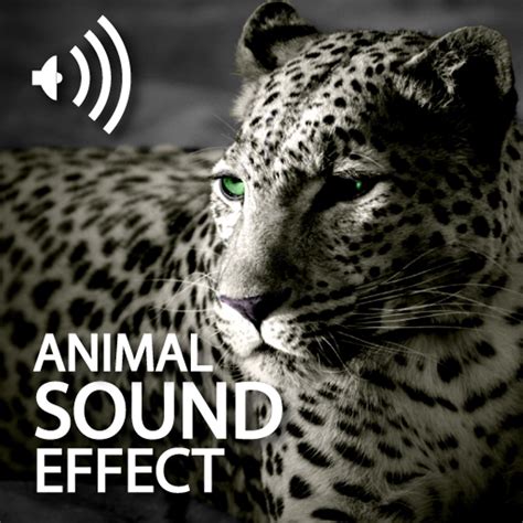 Animal Sound Effects