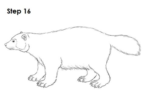 animal wolverine easy drawing images