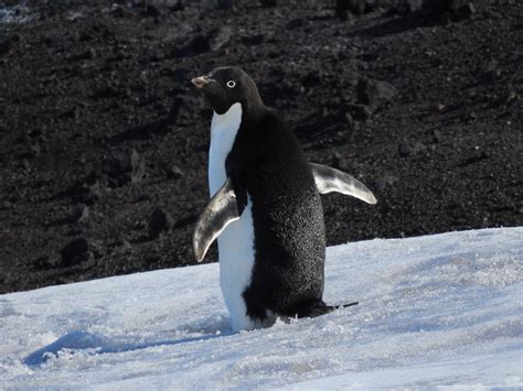 animal you might find in antarctica