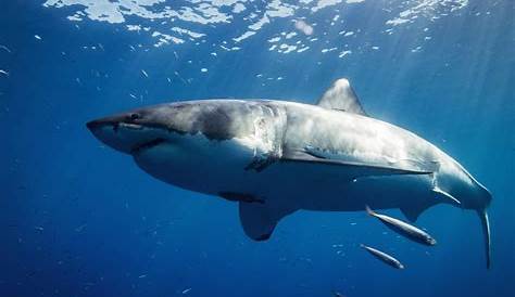 Animales del océano en peligro de extinción - Tiburones