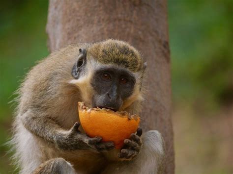 Incredible Animales De Cabo Verde