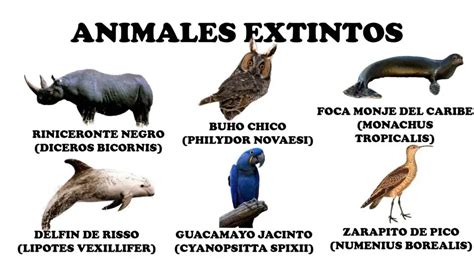 animales que han desaparecido