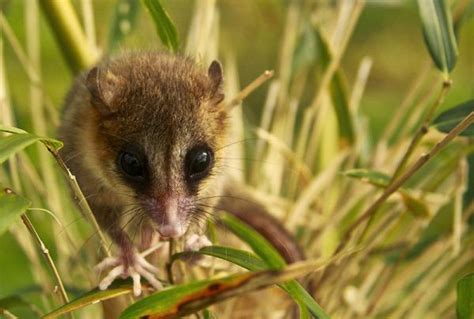 animales que solo existen en chile