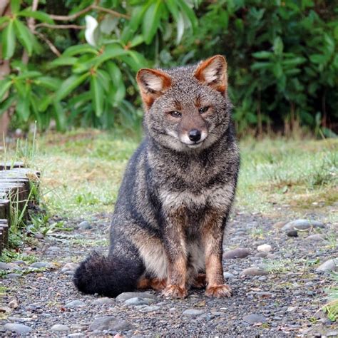 animales sur de chile