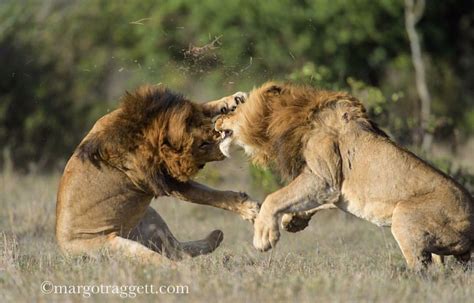 Animals Fighting Video Mp4 Download
