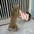 animals fighting with lightsabers gif