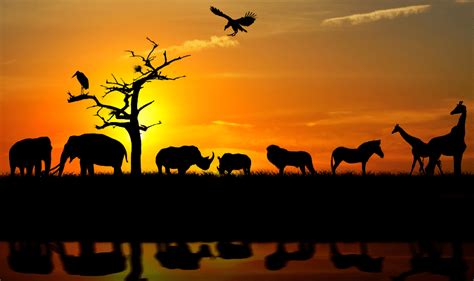 animals active at dusk and dawn