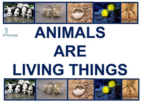animals are living things video