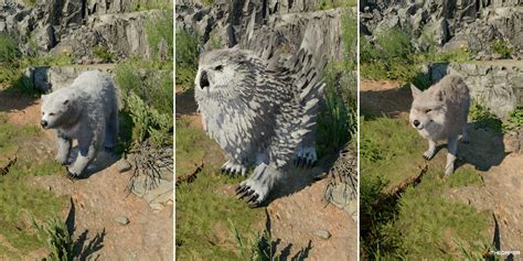 Animals For Wild Shape