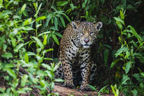 animals found in the rainforest