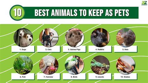 animals good for pets