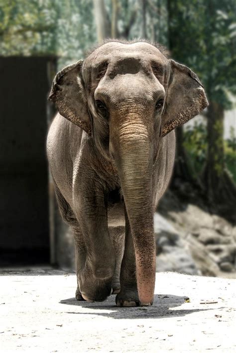 animals in manila zoo