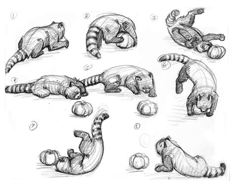 Animals In Motion Drawing