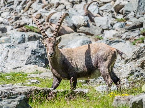 animals in the swiss alps