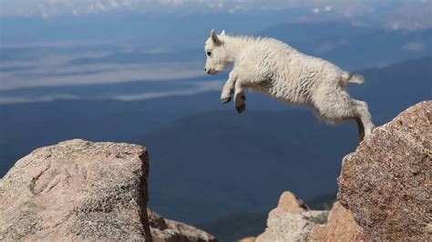 animals jump off cliff