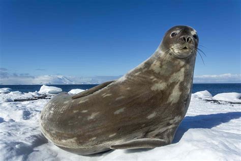 animals live in antarctica