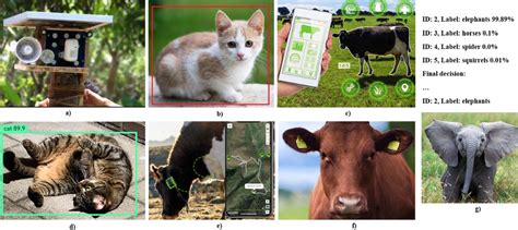 Animals Monitoring Techniques