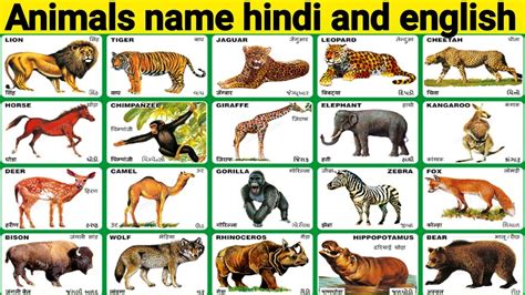 26++ Amphibians animals name list in hindi ideas Animals 3d