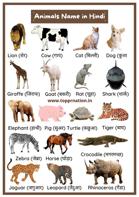 View 12 Jangli Janwar Wild Animals Name In Hindi And English With Pictures learndrawmeat