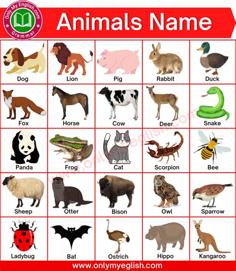 animals pictures with names