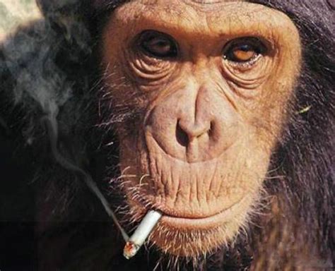 animals smoking durries in anime