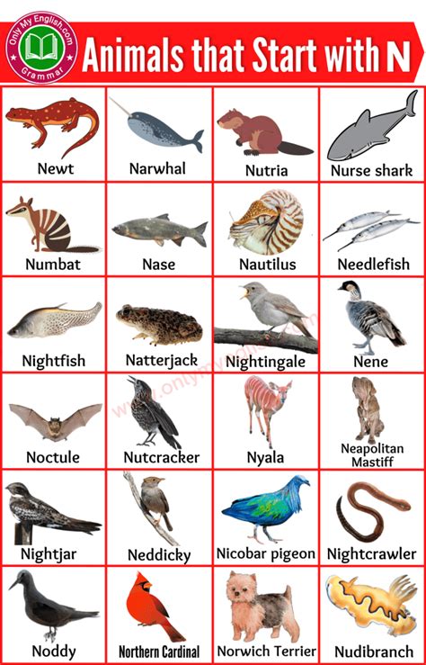Animals Start With N