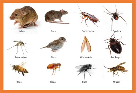 animals that are considered pests