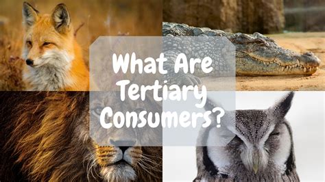 animals that are tertiary consumers