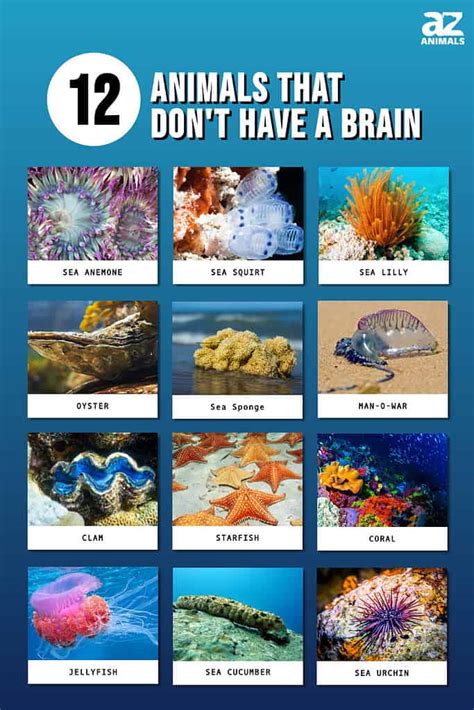 animals that don't have brains