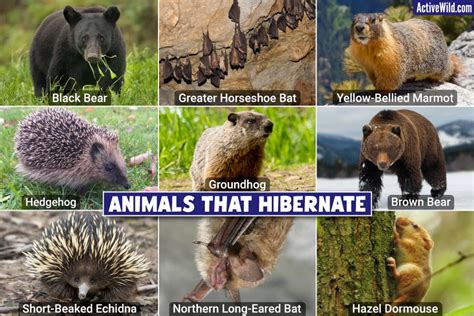 Animals That Hibernate Definition