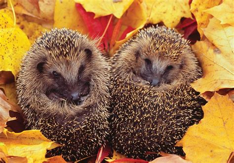 Hedgehog Hibernating In Golden Brown Autumn Leaves Stock Photo Image of facing, covered 110576490