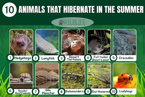 8 smart animals who hibernate during the summer