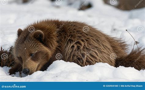 Animals That Hibernate In The Winter Time
