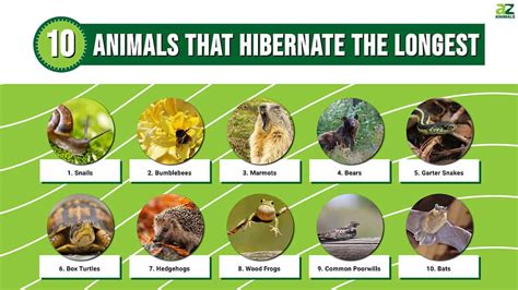 Animals That Hibernate The Longest