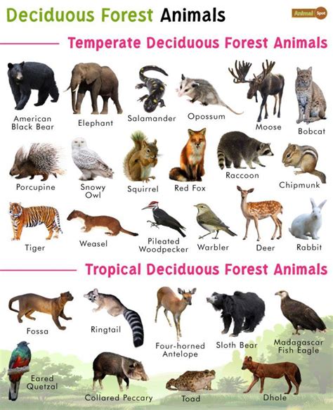 animals that live in the forest biome